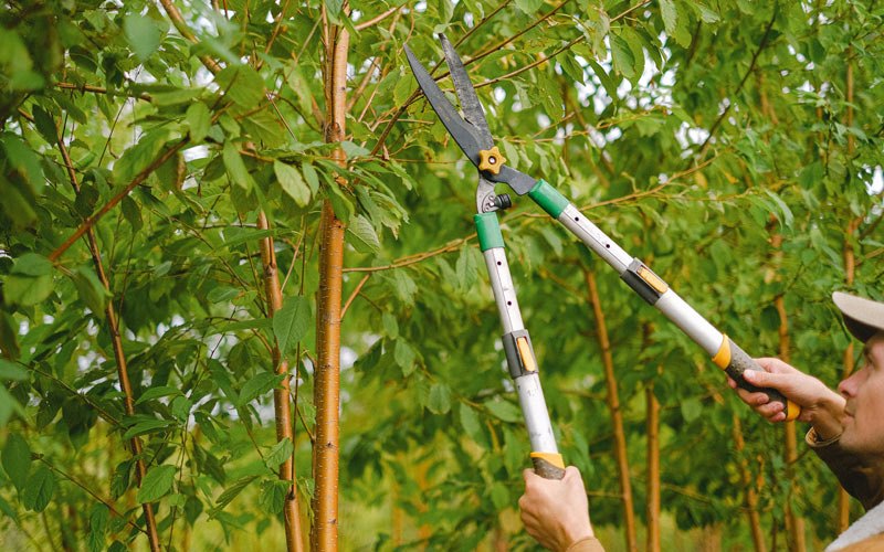 Tree trimming in Thurston, NE